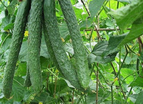 每天都在吃瓜的职业,揭秘每日吃瓜职业的奇妙世界