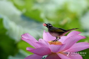 早起鸟儿有瓜吃,揭秘成功者的清晨法则