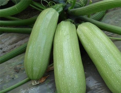 西研所吃瓜,一场吃瓜群众的狂欢盛宴