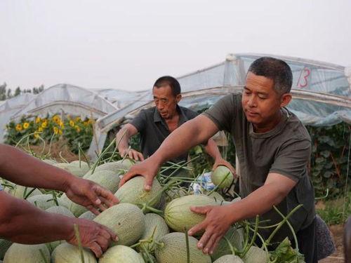 正定文化村吃瓜,夏日吃瓜盛宴，体验地道民俗风情