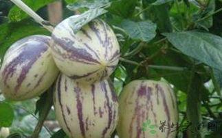 吃播为什么吃茄瓜,揭秘吃播中的美味诱惑