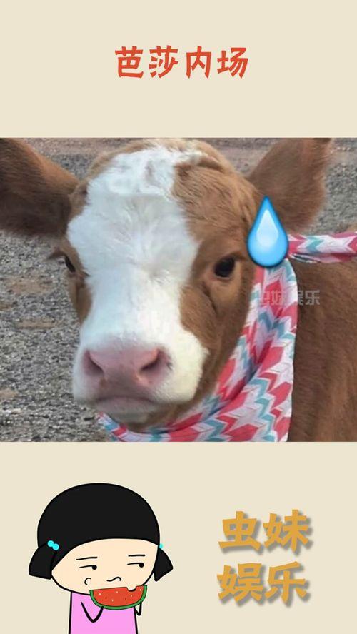 抖音东北吃瓜,抖音带你领略地道东北美食文化