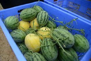 珞恒机构吃瓜群,一场职场八卦的狂欢盛宴