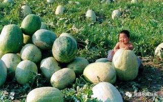 山东职校吃瓜视频