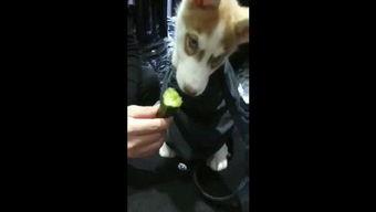 狗狗打架吃瓜视频,吃瓜群众围观萌宠“江湖”风云