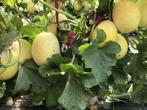 安徽界首吃瓜照片,市民共享夏日清凉时光