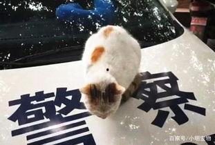 猫警长吃瓜群众,吃瓜群众的智慧与正义