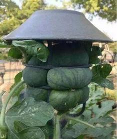 吃瓜笑死不偿命,吃瓜笑死不偿命的爆笑瞬间