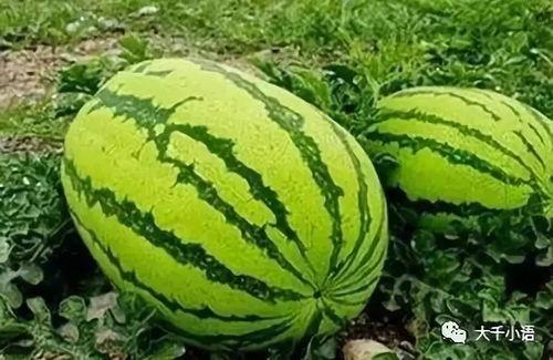 包黑天吃大瓜,揭秘吃大瓜的欢乐时光