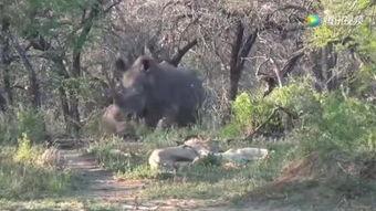 小犀牛吃瓜,小犀牛的瓜田奇遇记