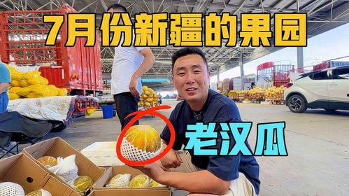 新疆吃老汉瓜比赛,吃老汉瓜比赛激情上演