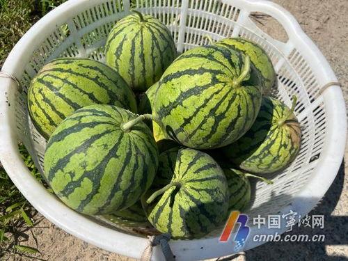 吃瓜慈溪,揭秘慈溪美食背后的故事与魅力