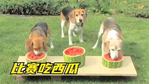 狗子爬墙吃瓜素材,萌态十足引网友热议