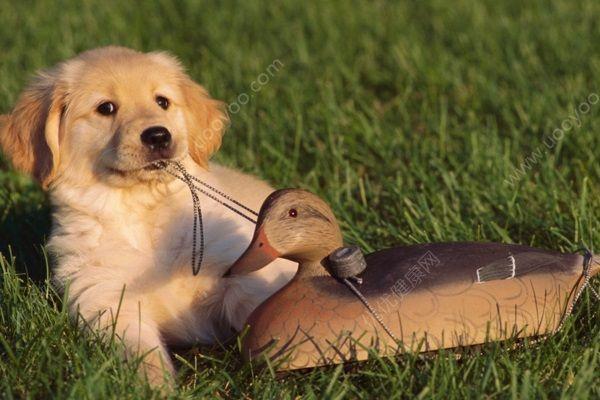 小狗吃西湖瓜好吗怎么吃,小狗也爱的夏日甜品