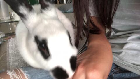 熊猫兔吃瓜吗,熊猫兔的夏日瓜果盛宴