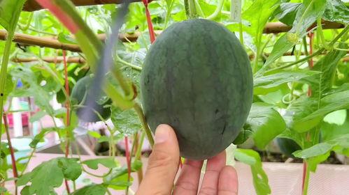 最近在吃瓜吗,真相与谣言的较量